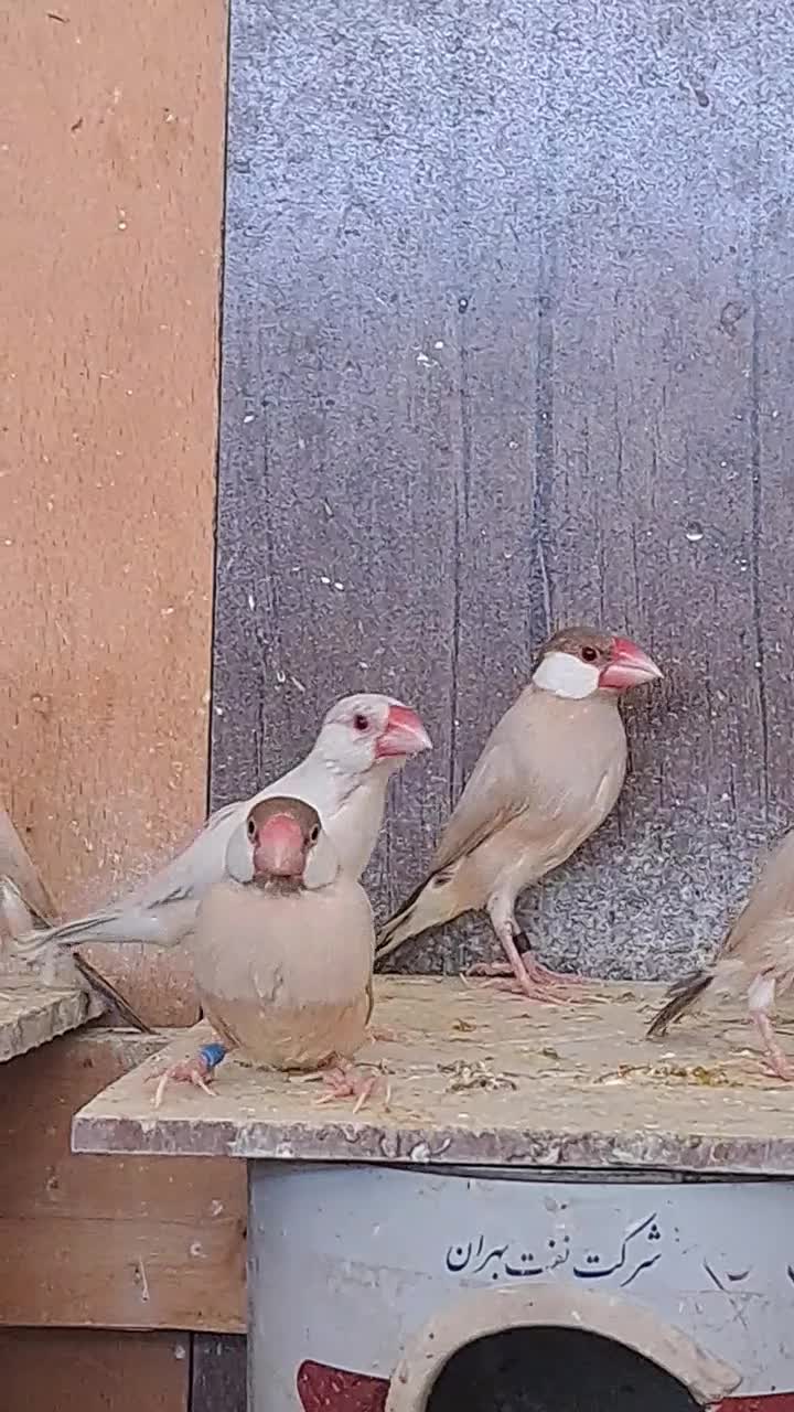 ۵۰ جفت نرگسی شکلاتی رو تخم و جوجه|پرنده|قم, بنیاد|دیوار