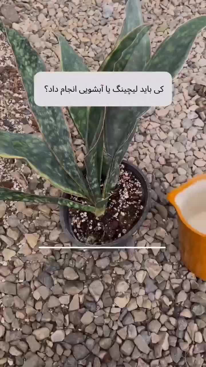 گل پتوس ارتشی و پتوس ابلق زعفرانی|گل و گیاه طبیعی|بندر ماهشهر, |دیوار