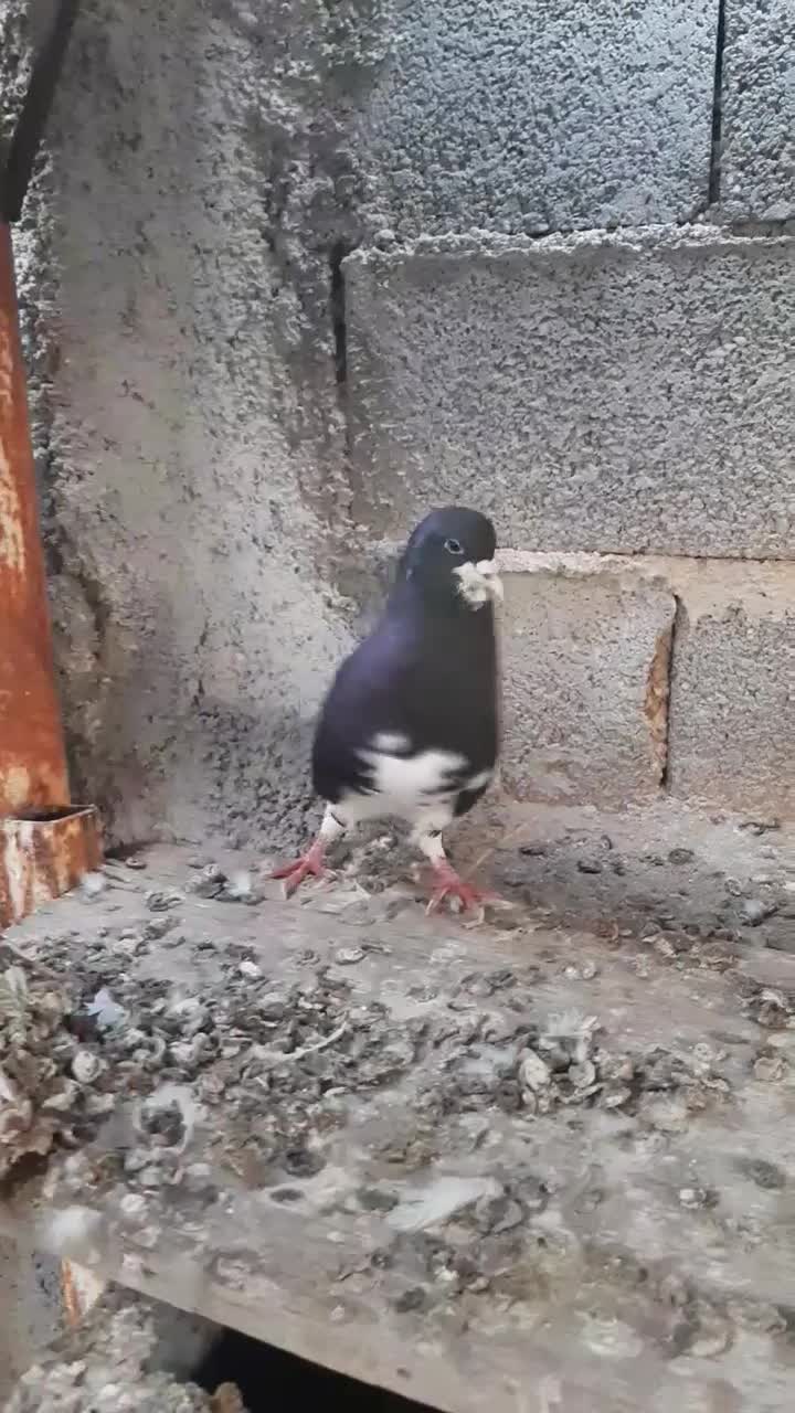 خوشرنگ سیاه نر|پرنده|آبپخش, |دیوار