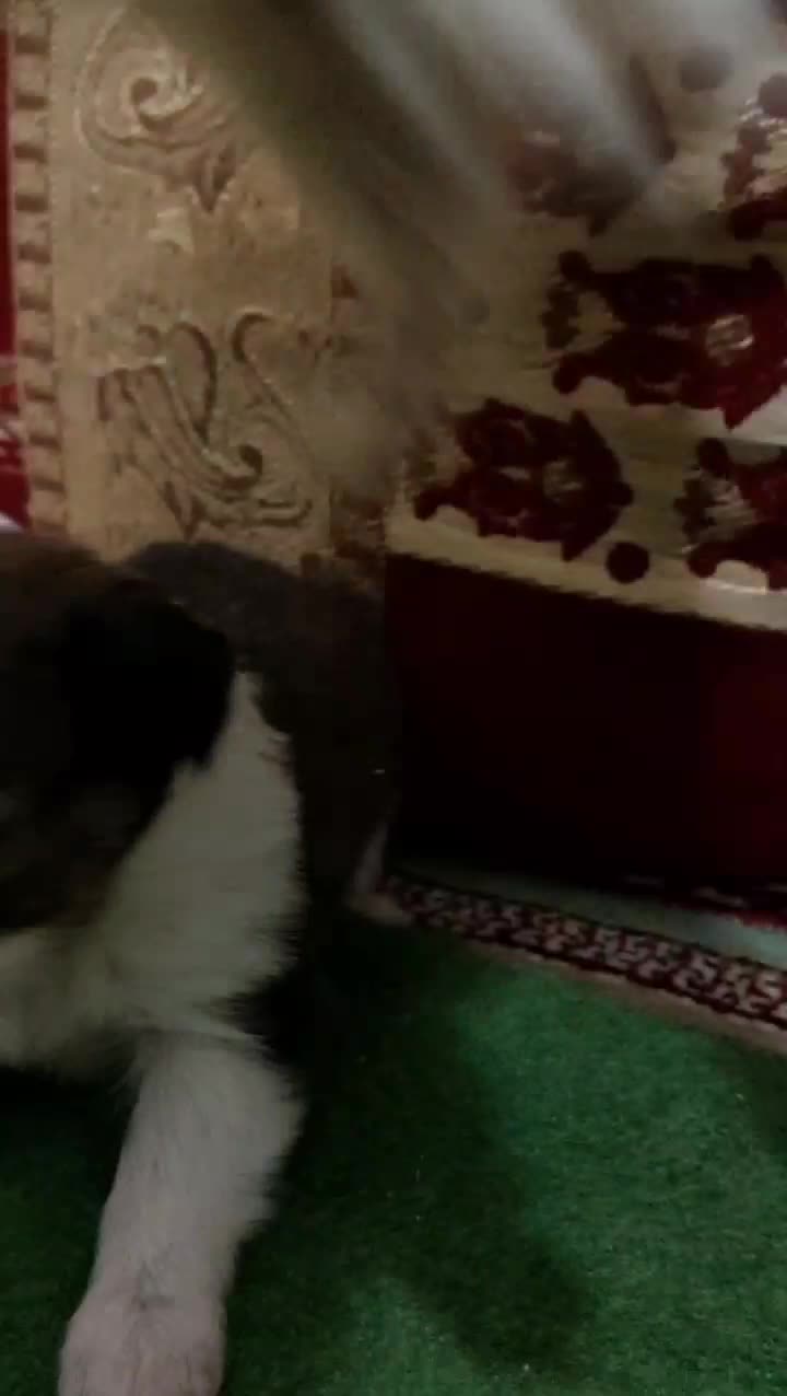 واگذاری سگ پامر سایز ریز|سگ|فارسان, |دیوار