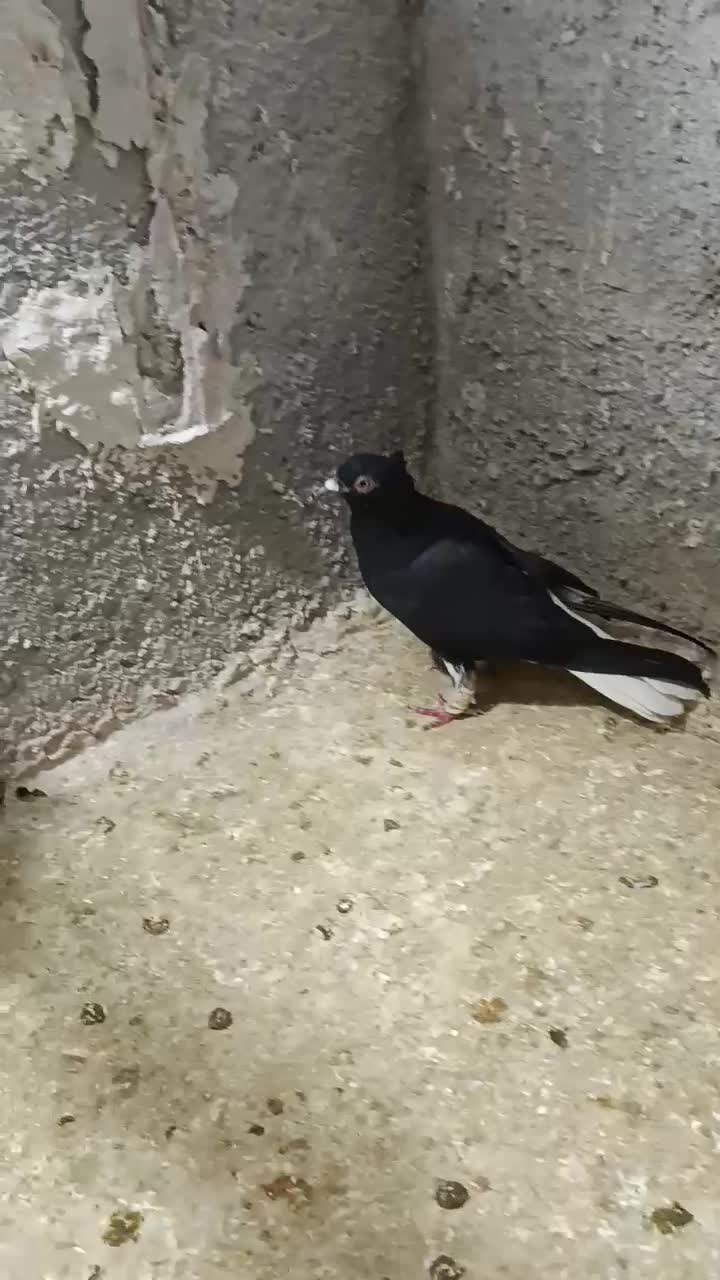 کبوتر دم سفید|پرنده|قزوین, |دیوار