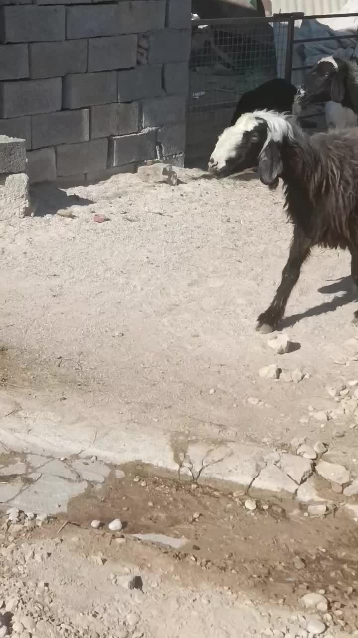 میش زاییده|حیوانات مزرعه|بهبهان, |دیوار