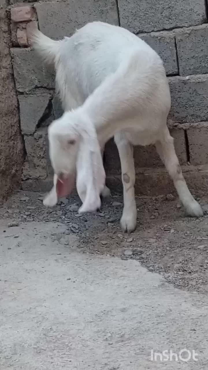 گوسفند|حیوانات مزرعه|سیب و سوران, |دیوار