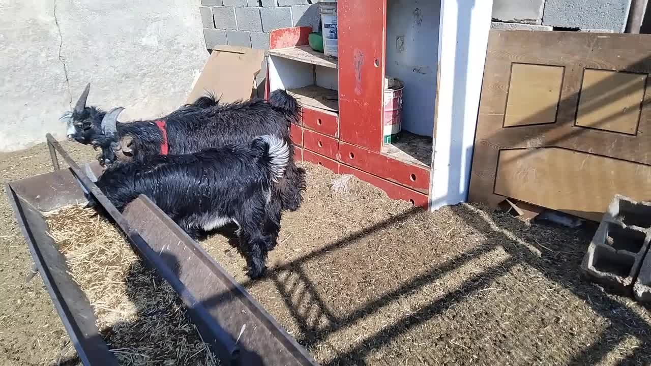 گوسفند میش. بزغاله دوبری .و ۱۵راس بره|حیوانات مزرعه|اصفهان, کوی گلزار|دیوار