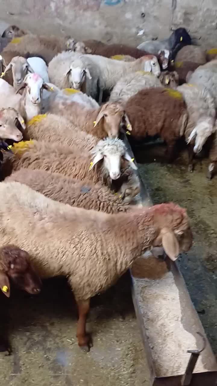 گوسفند زنده گوشتی|حیوانات مزرعه|تهران, نارمک|دیوار