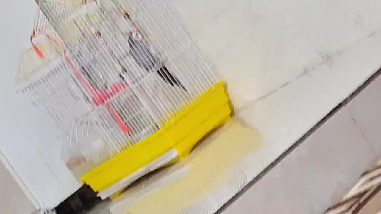 ی‌عروس‌هلندی‌‌سخن‌گو|پرنده|قره ضیاالدین, |دیوار