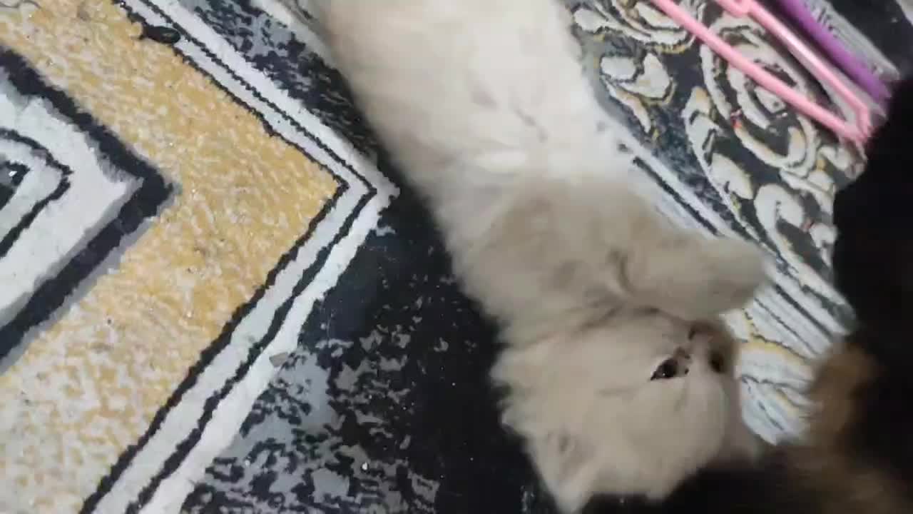 بچه گربه|گربه|اهواز, ۳۰ متری|دیوار