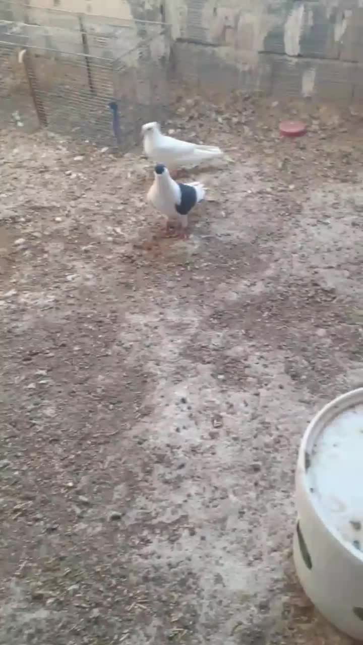 ماده کروباتی کاکلی|پرنده|سلیمان, |دیوار