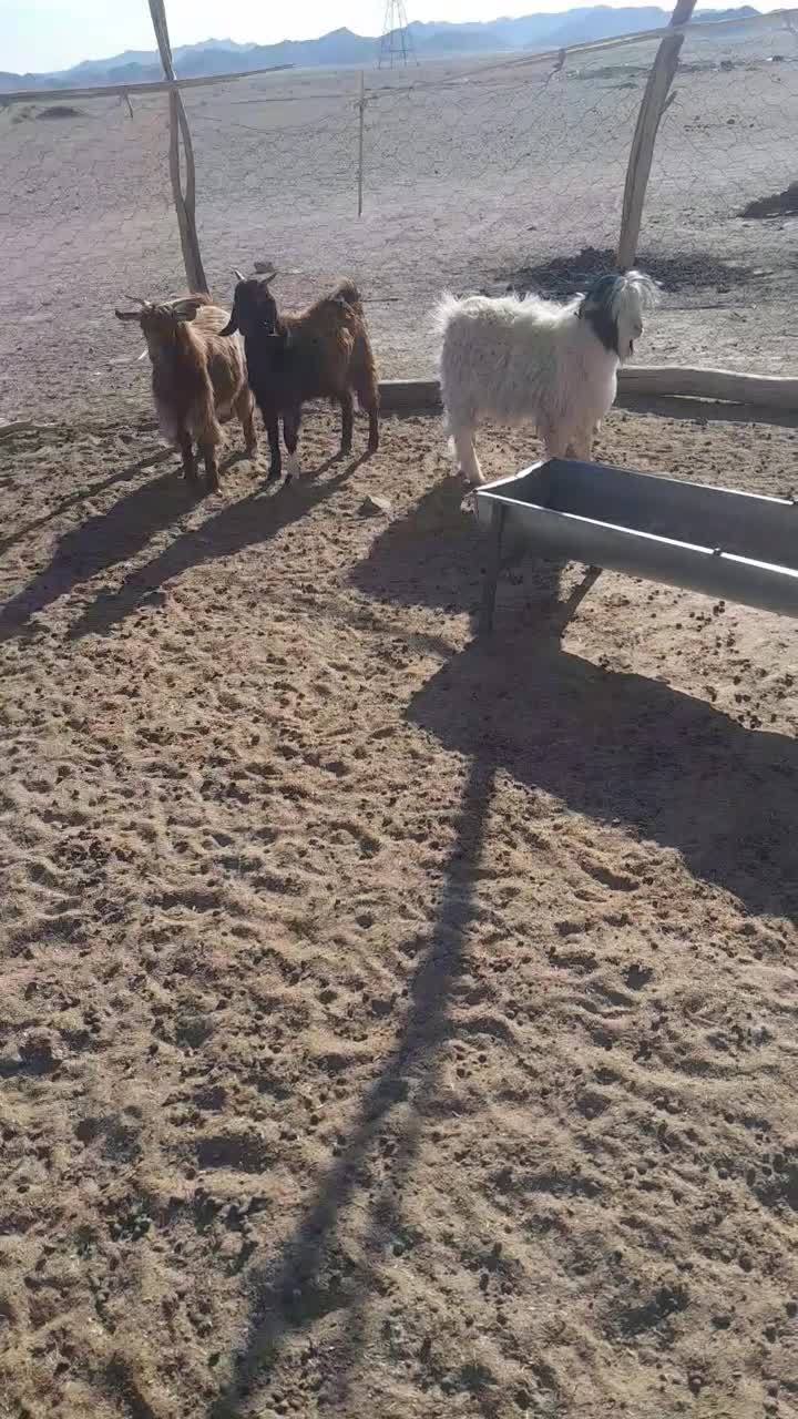 بزغاله نر چاق|حیوانات مزرعه|زاهدان, |دیوار