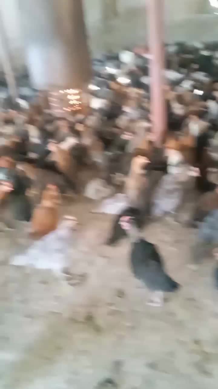 مرغ تخم گذارازتولیدبه مصرف وزن 2تا2500کیلوگرم|حیوانات مزرعه|مرودشت, محمد آباد|دیوار