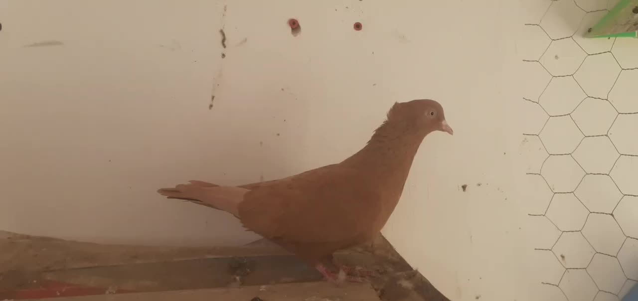 کبوتر|حیوانات|آبادان, |دیوار