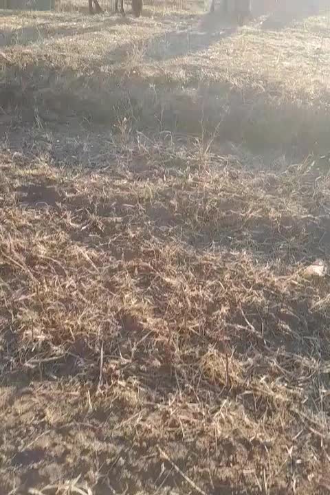 نعمت|حیوانات مزرعه|چنارود, |دیوار