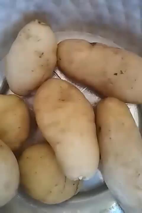 ثعلب|گل و گیاه طبیعی|گهواره, |دیوار