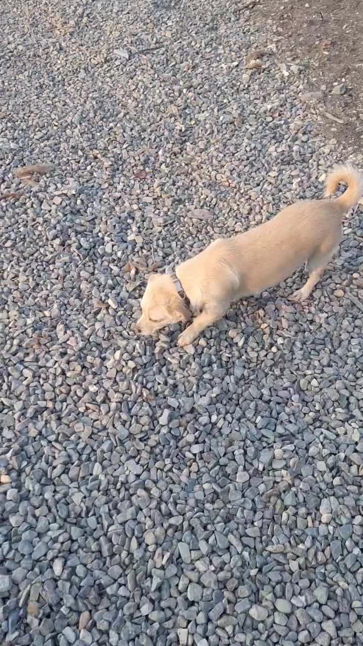 سگ...|سگ|قم, مهدی آباد|دیوار