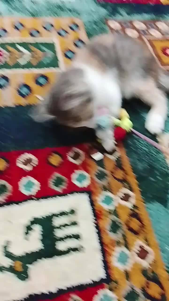 واکذاری|گربه|صدرا-فارس, فاز ۱|دیوار