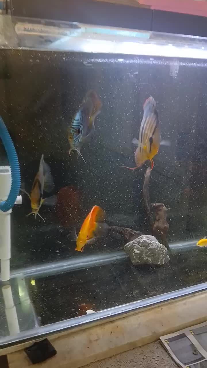 دیسکس ۵و ۶اینچ|ماهی|تهران, آهنگ|دیوار