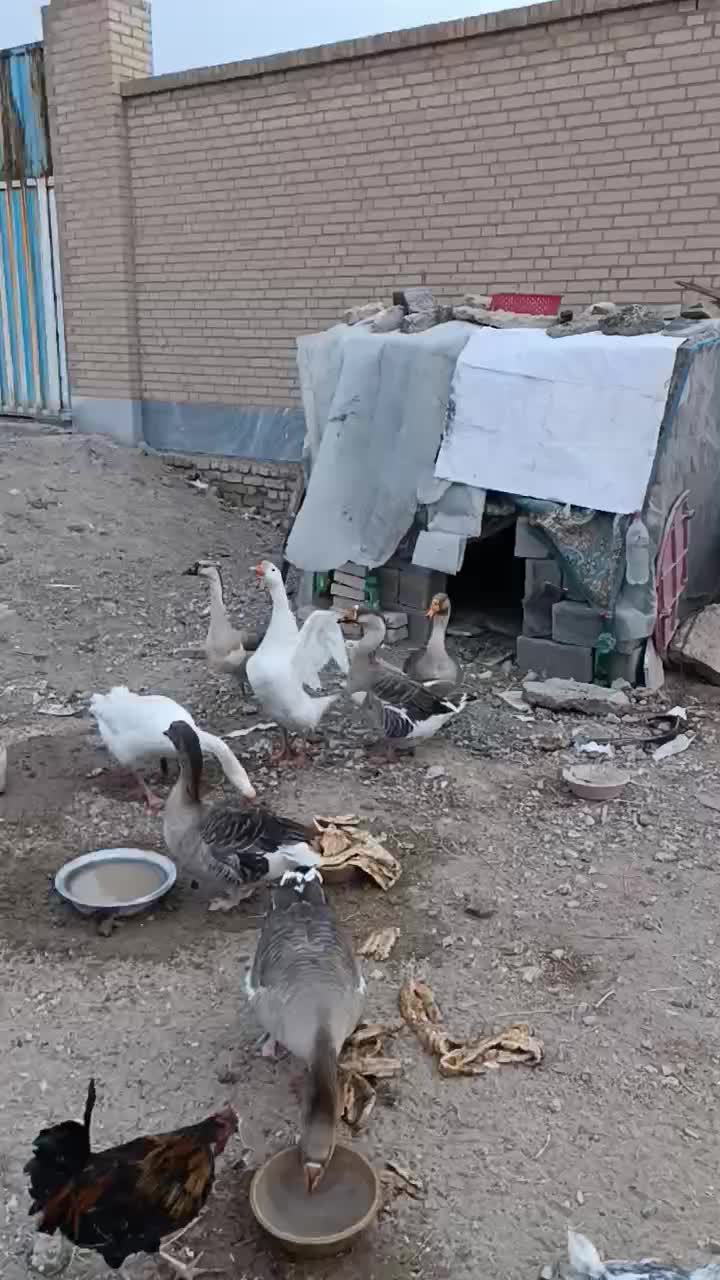 قوغاز های اصل|حیوانات مزرعه|رباط‌کریم, رباط‌کریم|دیوار