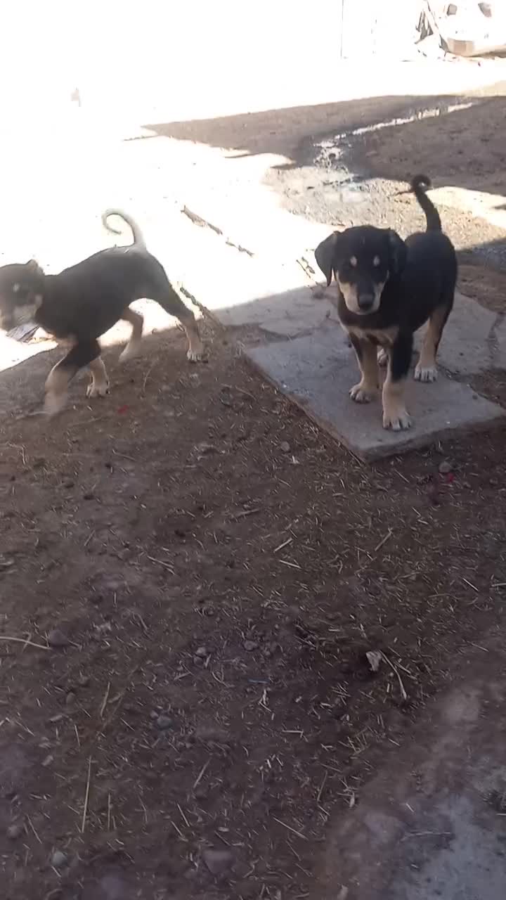 واگزاریطولهسگ|سگ|خواجه, |دیوار