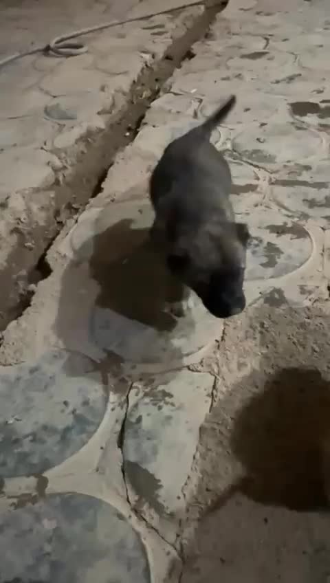 سرابی نسل بز دهکرد|سگ|شهرکرد, |دیوار