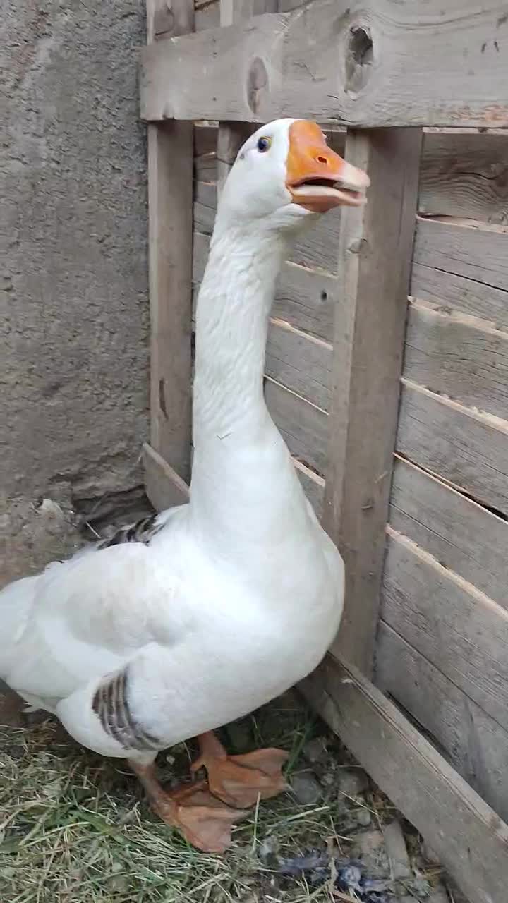 غاز|حیوانات مزرعه|بم, |دیوار