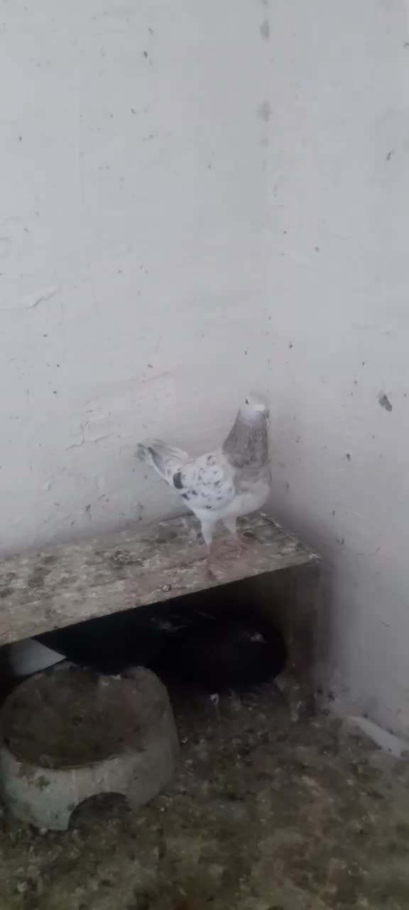 کفتر دورگ|پرنده|خرمشهر, |دیوار