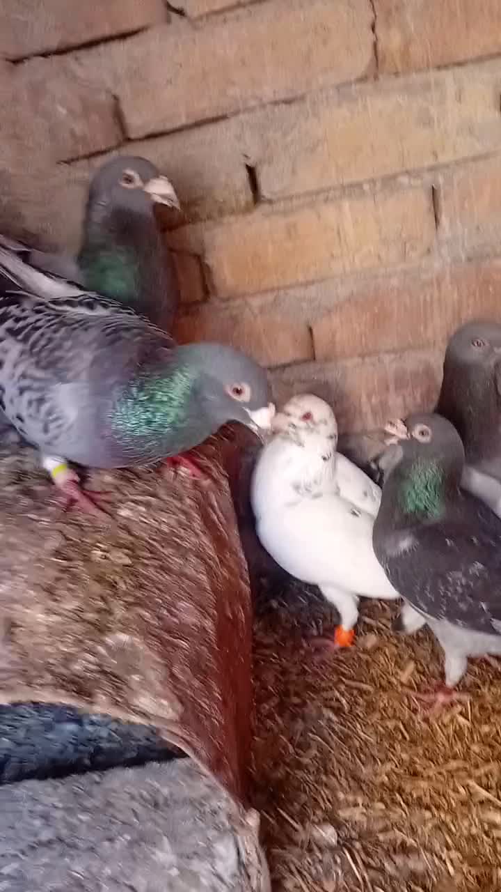 کبوتر نر|پرنده|تربت جام, جامرود|دیوار