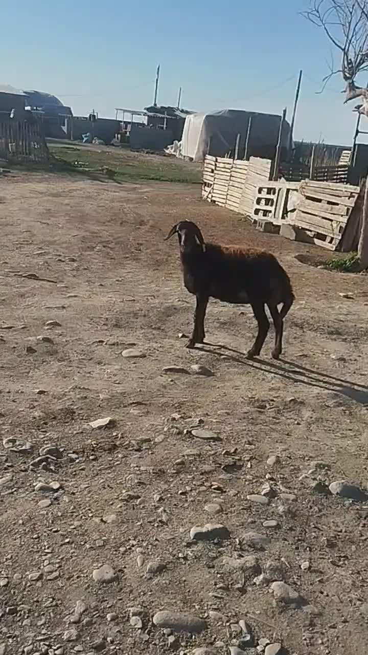 بره|حیوانات مزرعه|سیمین شهر, |دیوار