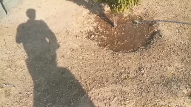 باغ شهری|فروش دفتر صنعتی، کشاورزی، تجاری|فسا, |دیوار