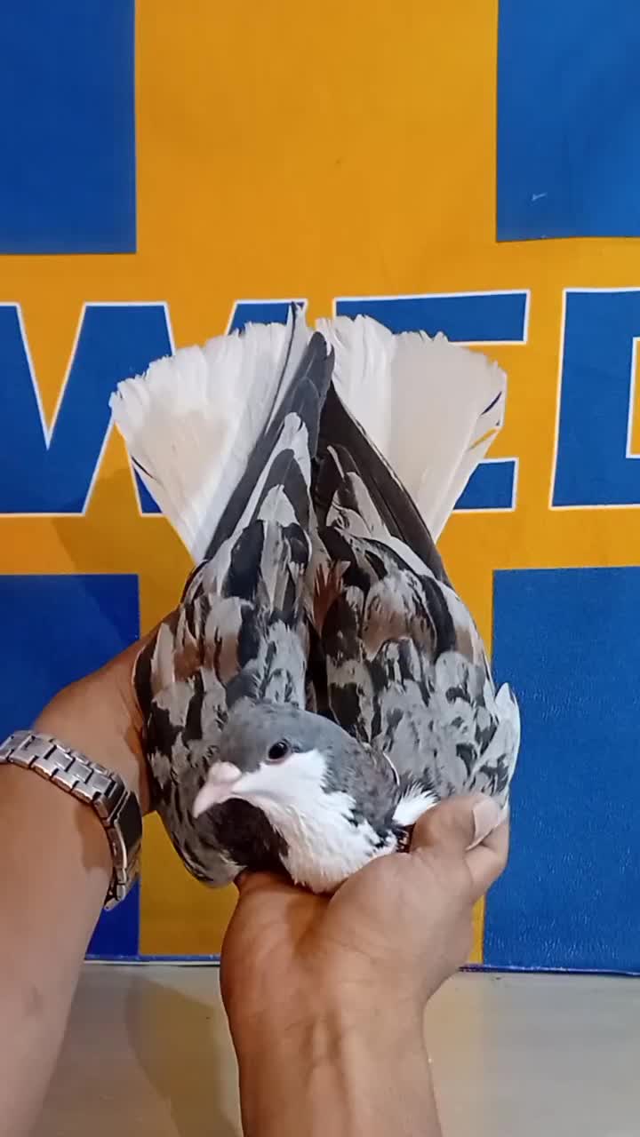 ساده (کبوتر حیدری خوزستان)|پرنده|شیراز, حومه شیراز|دیوار