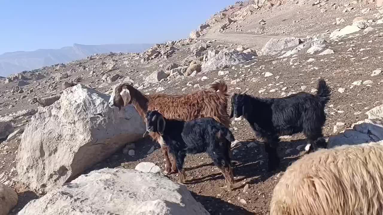 3بزو4بزغاله بزرگ|حیوانات مزرعه|پلدختر, |دیوار