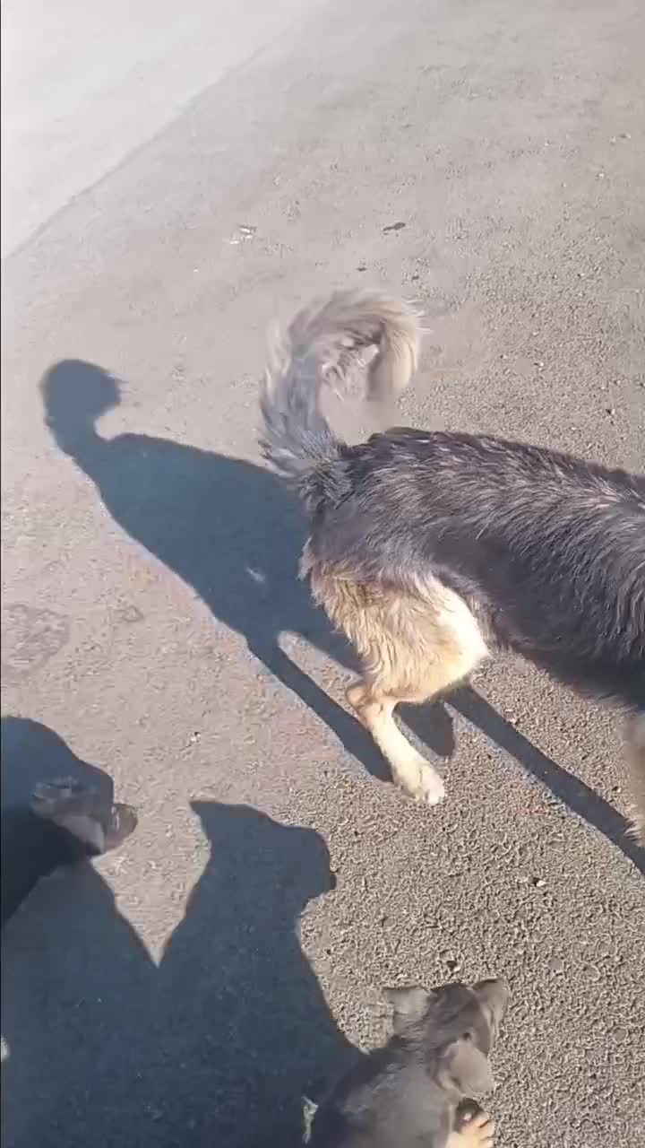 توله.ژرمن.دوبرمن|سگ|مشهد, شهرک صنعتی مشهد|دیوار