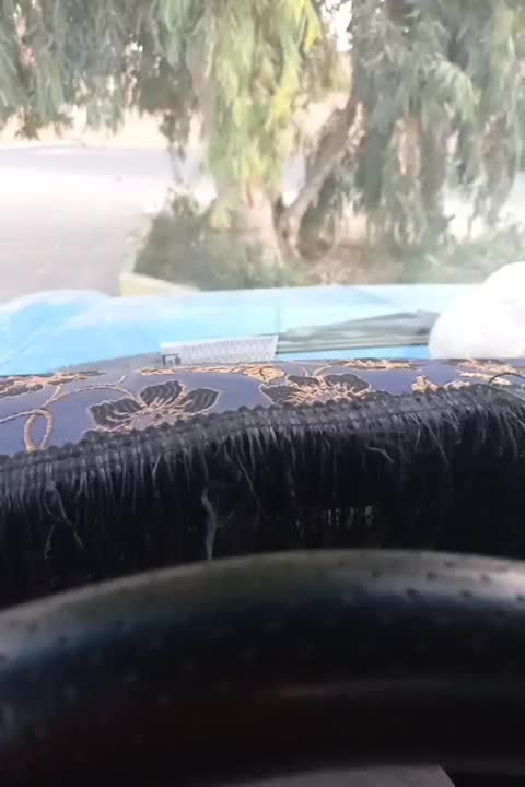 گوساله نرسالم وبخور|حیوانات مزرعه|کاشان, باغ فین|دیوار