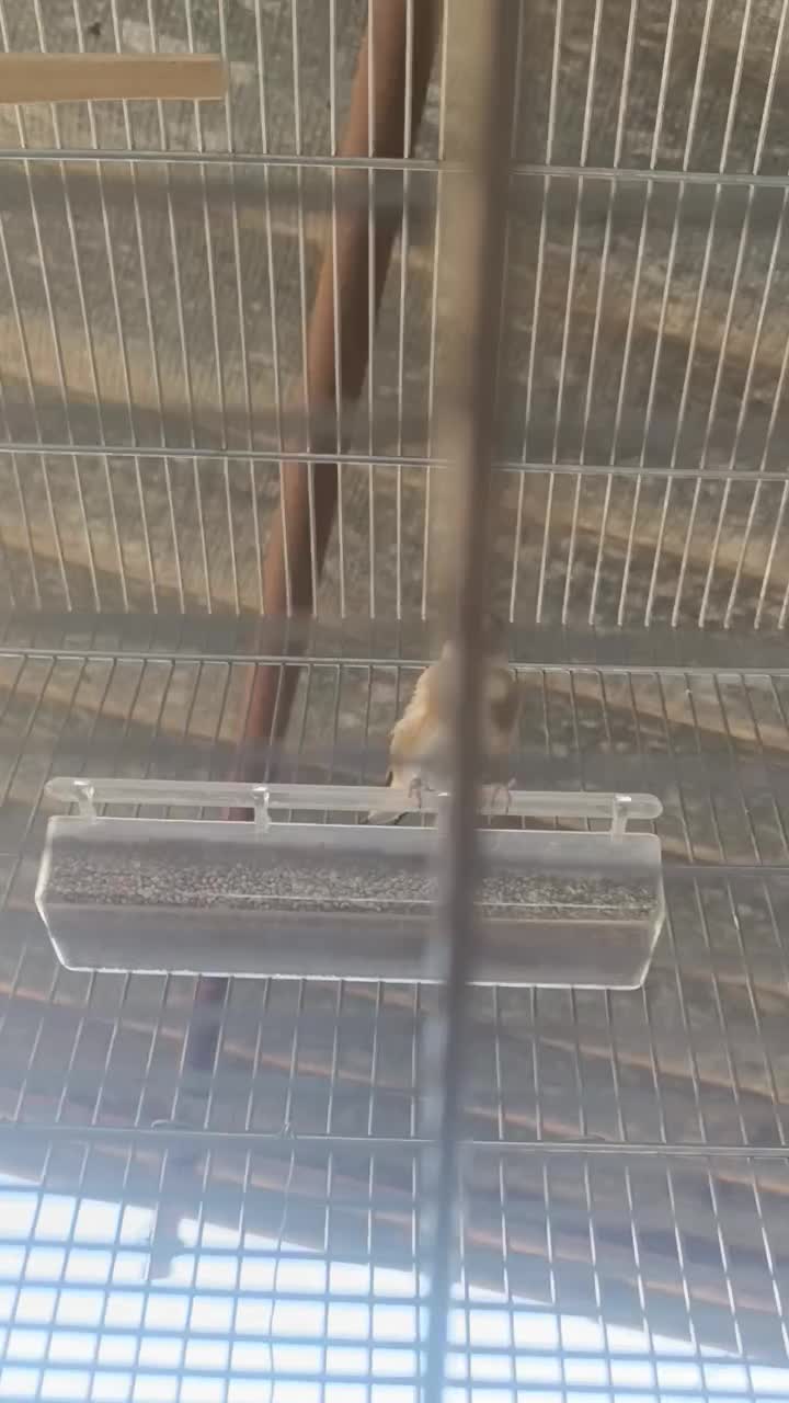 سهره چانه سفید|پرنده|کرمانشاه, |دیوار