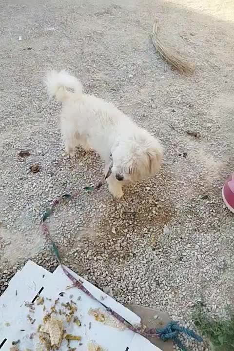 فروش سگ|سگ|برازجان, |دیوار