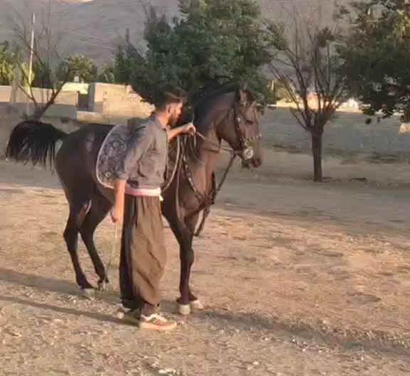 مادیون|اسب و تجهیزات اسب‌سواری|کرمانشاه, |دیوار