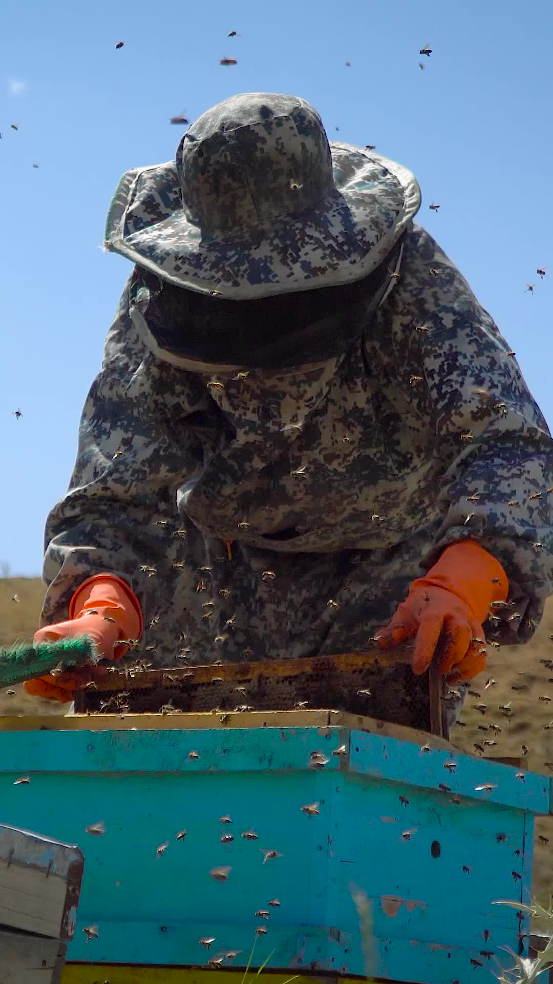 عسل کوهستانی منطقه آذربایجان|خوردنی و آشامیدنی|تکاب, |دیوار