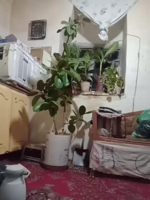 1/5|گل و گیاه طبیعی|شازند, |دیوار