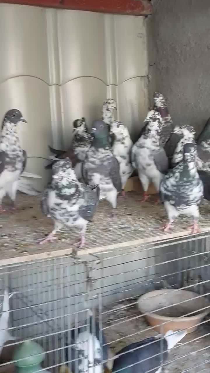 قاره های ناب|پرنده|آران و بیدگل, |دیوار