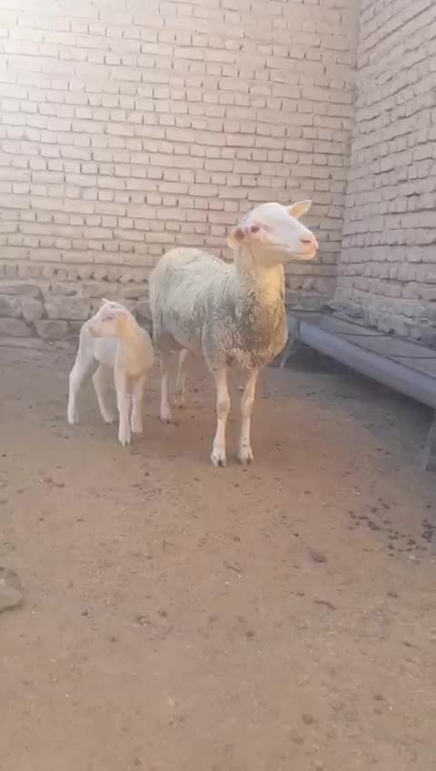 میش لاکن فرانسه|حیوانات مزرعه|بجنورد, |دیوار