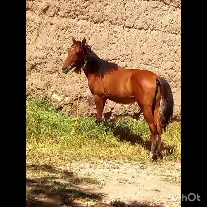 اسب ماده یک ساله سرحال با مشتری واقعی کنار میام|اسب و تجهیزات اسب‌سواری|خوی, |دیوار