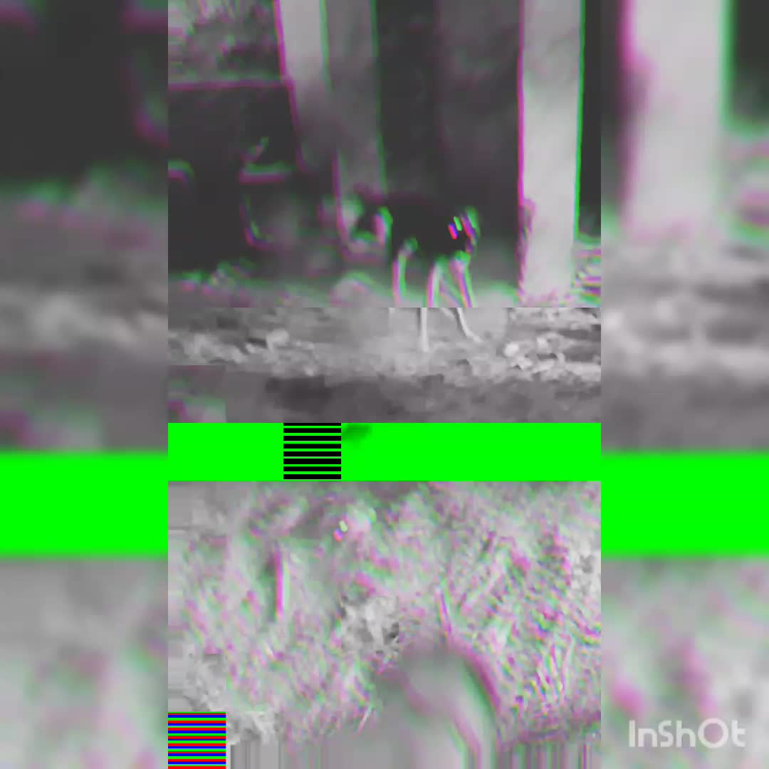 سگ نگهبان و گله ای|سگ|قنوات, |دیوار