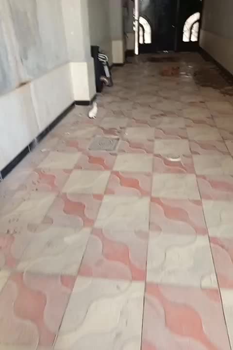 چند عدد خرگوش|موش و خرگوش|آشخانه, |دیوار