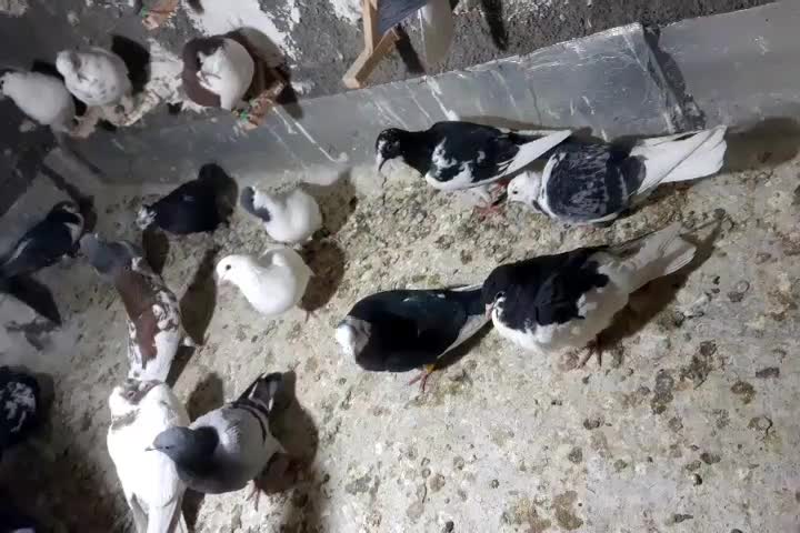 کفتر|پرنده|نیشابور, باغرود|دیوار