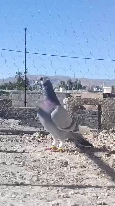 کبوتر|پرنده|شیراز, فرهنگ شهر|دیوار