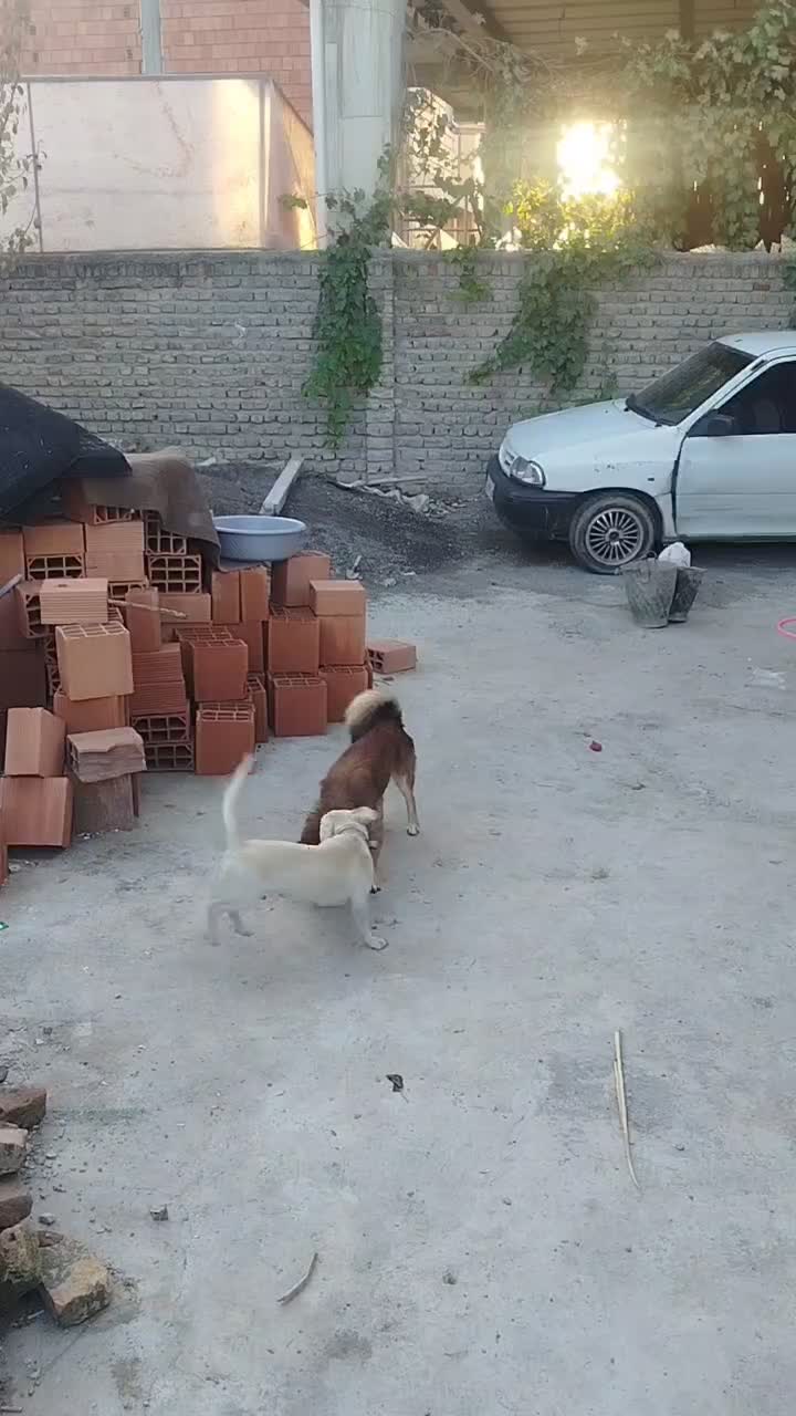 سگ پاکوتاه|سگ|گرگان, |دیوار