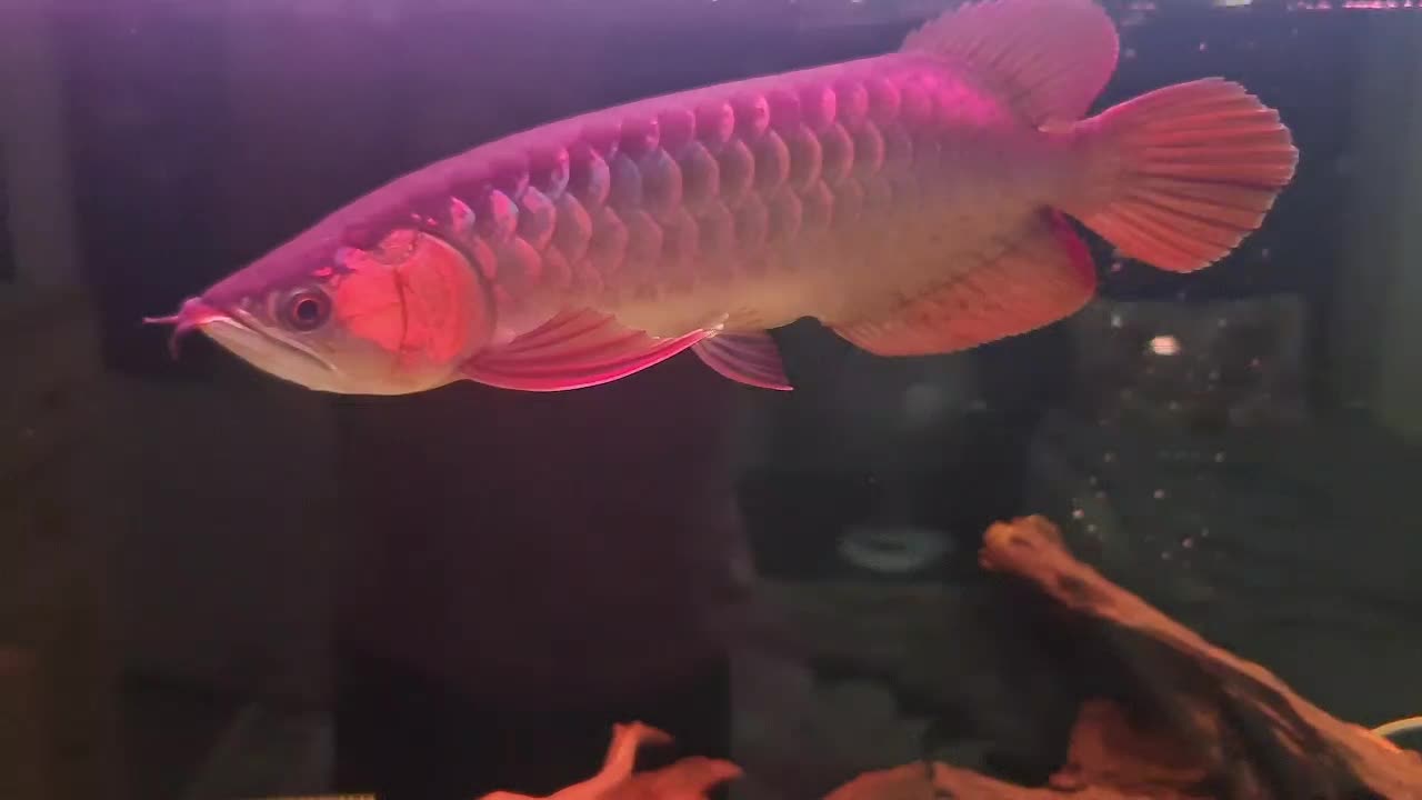 آروانا سوپر رد|ماهی|تهران, توحید|دیوار