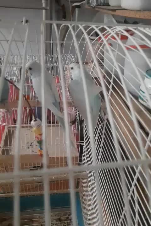 مرغ عشق|پرنده|رشت, شهرک پردیسان|دیوار