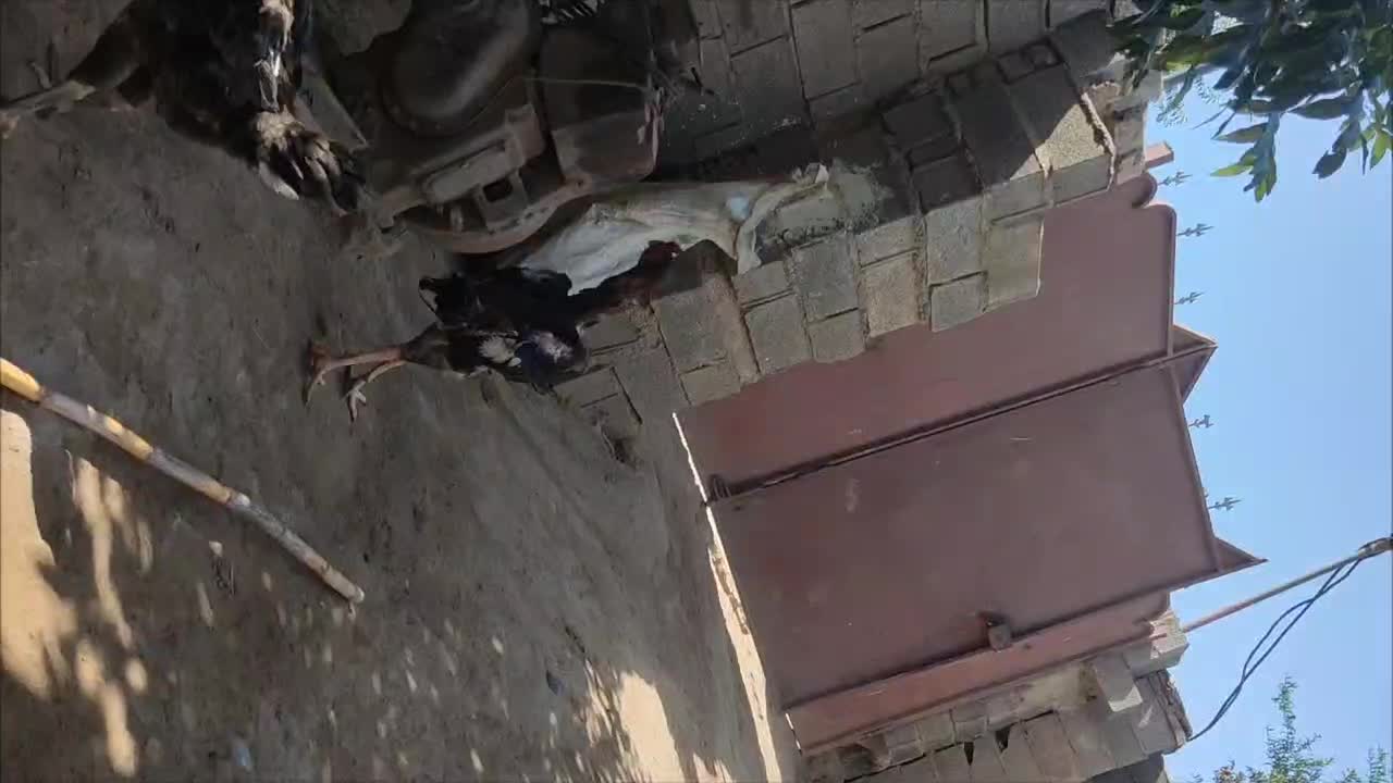 تخم اوشامو|حیوانات مزرعه|سنگدوین, |دیوار