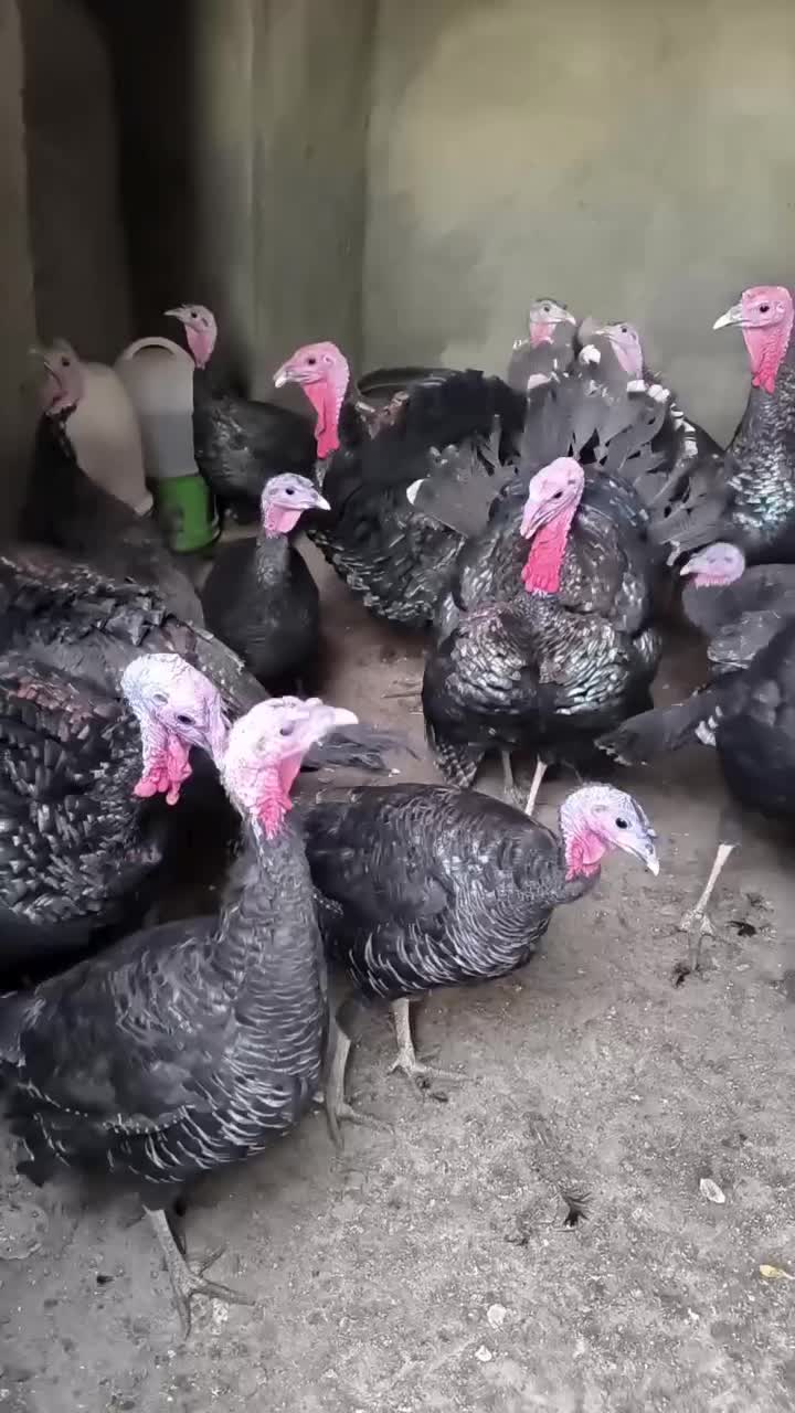 فروش بوقلمون برنز و بوربون برای باغ یا گردشگری|حیوانات مزرعه|مشهد, هنرستان|دیوار