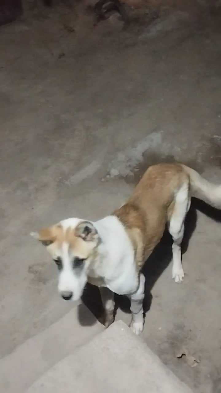 توله  سگ خراسانی|سگ|سبزوار, ایزی شهر|دیوار